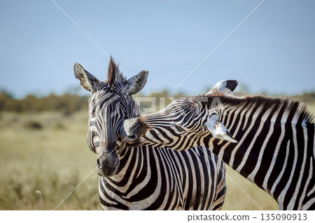 Plains zebra in Kruger National park, South Africa 135090913
