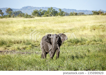 African bush elephant in Greater Kruger National park, South Africa African bush elephant in Greater Kruger National park, South Africa 135090920