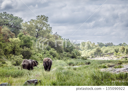 African bush elephant in Greater Kruger National park, South Africa 135090922