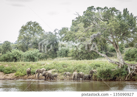 African bush elephant in Greater Kruger National park, South Africa 135090927