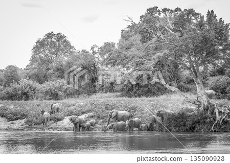African bush elephant in Greater Kruger National park, South Africa 135090928