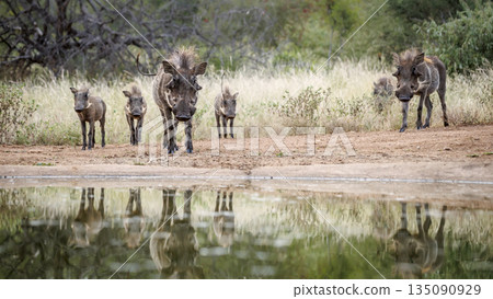 Common warthog in greater Kruger National park, South Africa 135090929