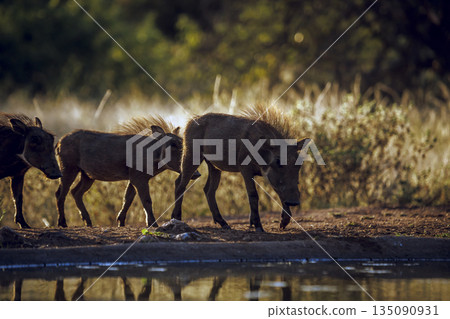 Common warthog in greater Kruger National park, South Africa 135090931