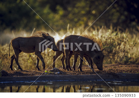 Common warthog in greater Kruger National park, South Africa 135090933