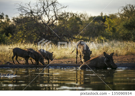 Common warthog in greater Kruger National park, South Africa 135090934