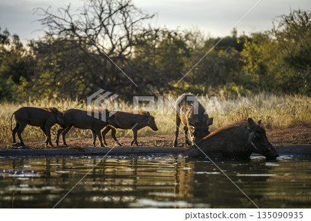 Common warthog in greater Kruger National park, South Africa 135090935