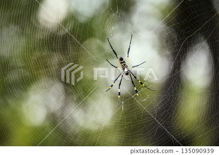 Golden Orb Spider in Greater Kruger National park, South Africa Golden Orb Spider in Greater Kruger National park, South Africa 135090939