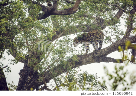 Leopard in Kruger National park, South Africa 135090941