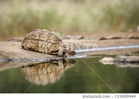 Leopard tortoise in Greater Kruger National park, South Africa 135090944