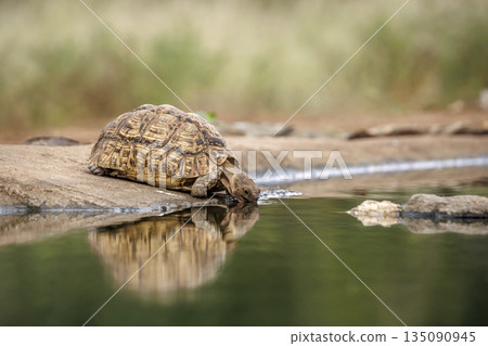 Leopard tortoise in Greater Kruger National park, South Africa 135090945