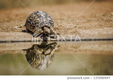 Leopard tortoise in Greater Kruger National park, South Africa Leopard tortoise in Greater Kruger National park, South Africa 135090947