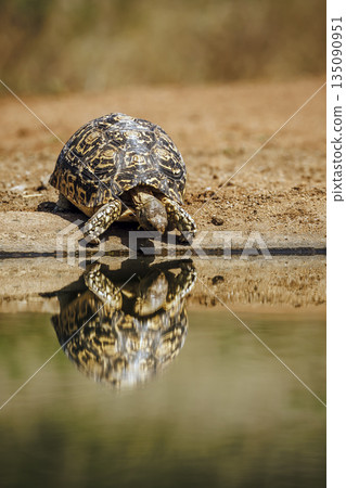 Leopard tortoise in Greater Kruger National park, South Africa 135090951