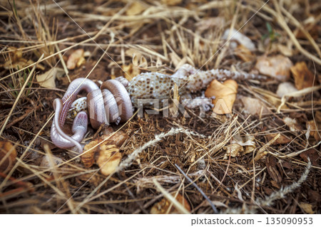 Marbled tree snake in Greater Kruger National park, South Africa 135090953