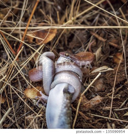 Marbled tree snake in Greater Kruger National park, South Africa 135090954