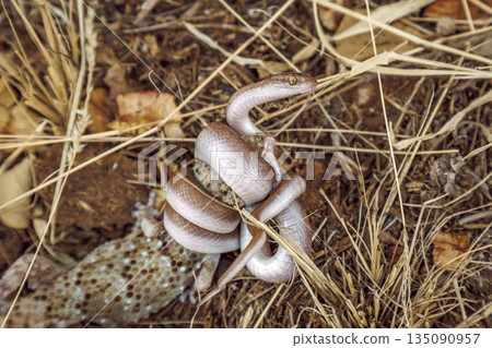 Marbled tree snake in Greater Kruger National park, South Africa 135090957