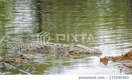 Nile crocodile in Greater Kruger National park, South Africa Nile crocodile in Greater Kruger National park, South Africa 135090960