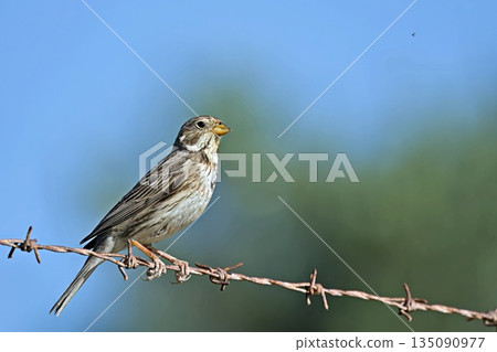Corn Bunting - Miliaria calandra, Crete, Greece 135090977