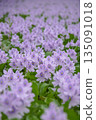 Water hyacinth 135091018