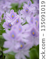 Water hyacinth 135091019