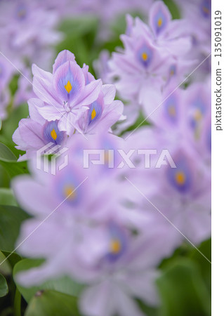 Water hyacinth Water hyacinth 135091019