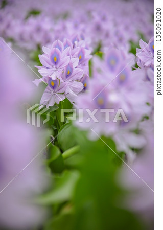 Water hyacinth Water hyacinth 135091020