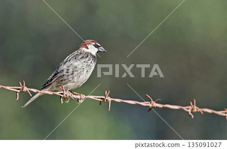 Spanish sparrow (Passer hispaniolensis), Greece Spanish sparrow (Passer hispaniolensis), Greece 135091027