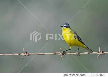 Western Yellow Wagtail (Motacilla flava), Crete 135091028