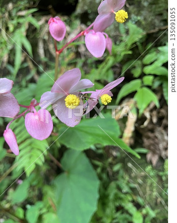 An insect resting on a pink begonia 135091055