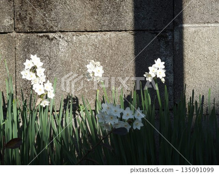 水仙花在磚牆上盛開 135091099