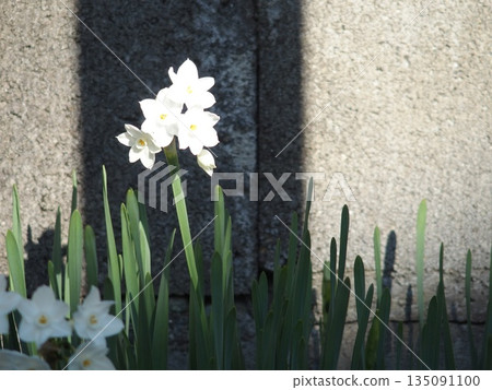 白色的水仙花 135091100