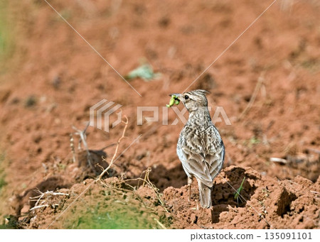 Crested Lark - Galerida cristata, Crete 135091101