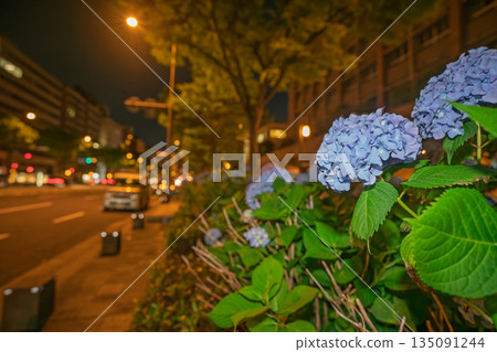 Photographing hydrangeas blooming on the sidewalks of Oike-dori in Nakagyo Ward, Kyoto City 135091244