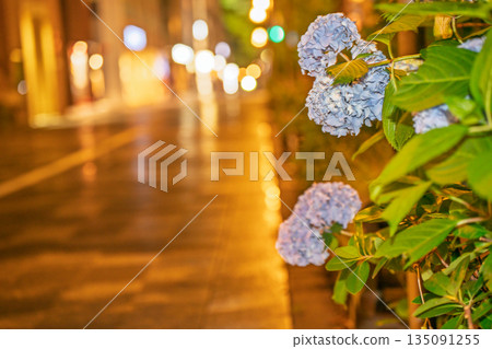 Photographing hydrangeas blooming on the sidewalks of Oike-dori in Nakagyo Ward, Kyoto City Photographing hydrangeas blooming on the sidewalks of Oike-dori in Nakagyo Ward, Kyoto City 135091255