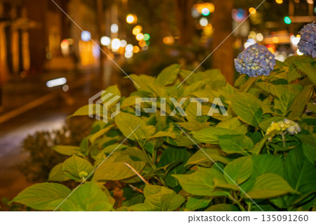 Photographing hydrangeas blooming on the sidewalks of Oike-dori in Nakagyo Ward, Kyoto City Photographing hydrangeas blooming on the sidewalks of Oike-dori in Nakagyo Ward, Kyoto City 135091260
