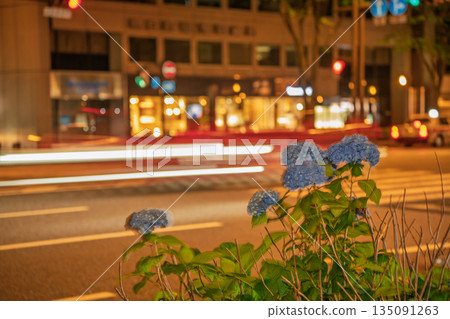 Photographing hydrangeas blooming on the sidewalks of Oike-dori in Nakagyo Ward, Kyoto City 135091263