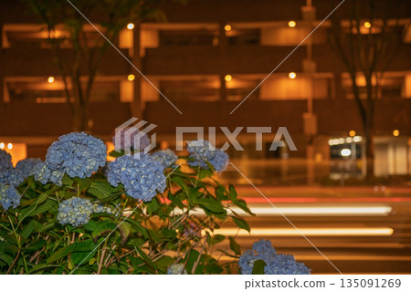 在京都市中京區禦池通人行道上拍攝盛開的繡球花 在京都市中京區禦池通人行道上拍攝盛開的繡球花 135091269