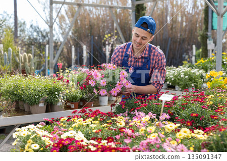 Salesman changes arrangement of pots with garden chamomile and improves appearance of window. 135091347