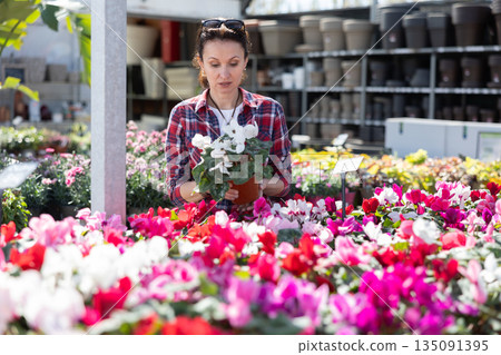 Woman in casual clothes shopping for pot of cyclamen at flower market 135091395