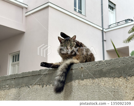 Street cat sits on a stone fence 135092109