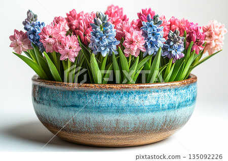 Vintage rustic pot. Hyacinth plant with purple flowers on a white background. Potted spring plant. Vintage rustic pot. Hyacinth plant with purple flowers on a white background. Potted spring plant. 135092226