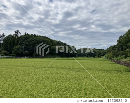 橫濱市慈枝町的稻田與夏日天空 135092240