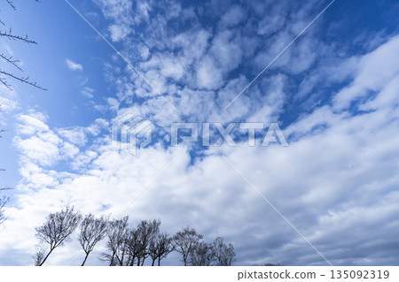 Winter sky, clouds and trees 135092319