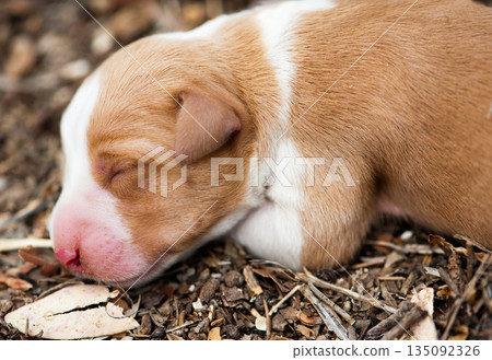 Newborn sleeping dog on the nature Newborn sleeping dog on the nature 135092326