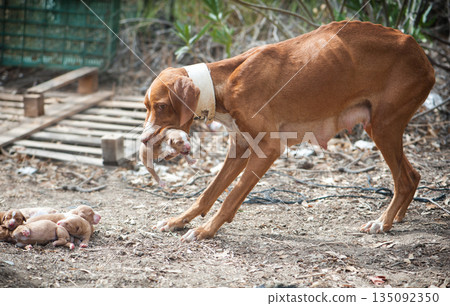 Stray skinny dog Stray skinny dog 135092350