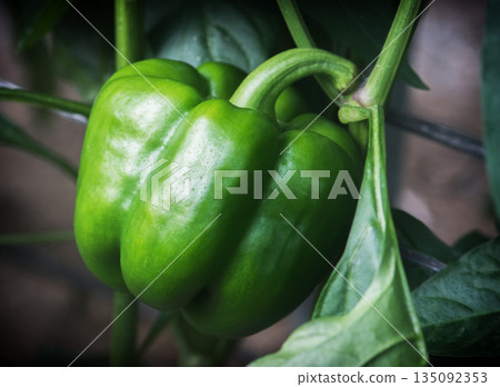 large green pepper 135092353