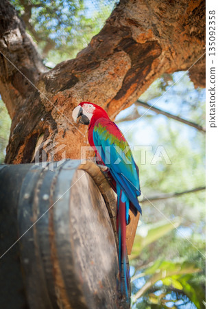 Colorful parrot Colorful parrot 135092358