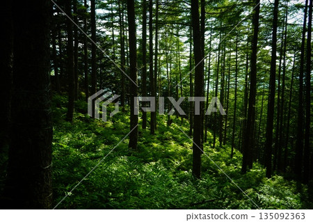 Southern Alps Forest Road Southern Alps Forest Road 135092363