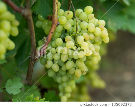 grapes on vine stock at wine yard 135092373
