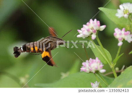 生物，昆蟲，一隻星天蛾，正在蕎麥花上盤旋吸食花蜜。它長長的口器似乎很吃力？ 135092413