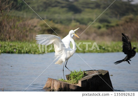 Herons on Lake Naivasha Herons on Lake Naivasha 135092628